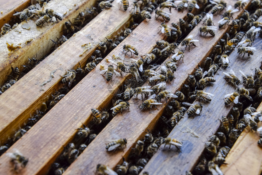 蜜蜂沿着巢爬行蜜们开巢窝里有蜜们沿着巢爬行蜜们图片