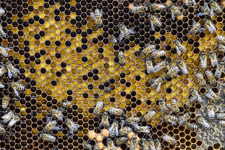 蜂蜜在家庭养上蜜在家庭养上的技术高清图片