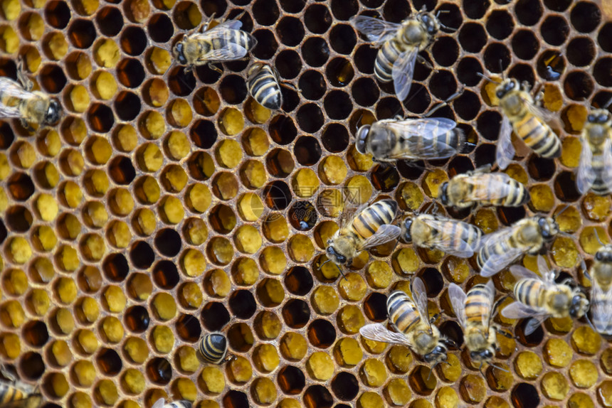 蜂蜜在家庭养上蜜在家庭养上的技术图片