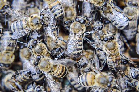 蜜蜂在一起舞蹈背景图片