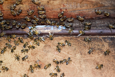看蚂蚁素材蜂巢从里面看的景色蜜蜂小屋蜜蜂蜂巢入口蜜蜂在家养蜂场蜜蜂的繁育技术蜂巢从里面看的景色蜜蜂小屋蜜蜂蜂巢入口背景