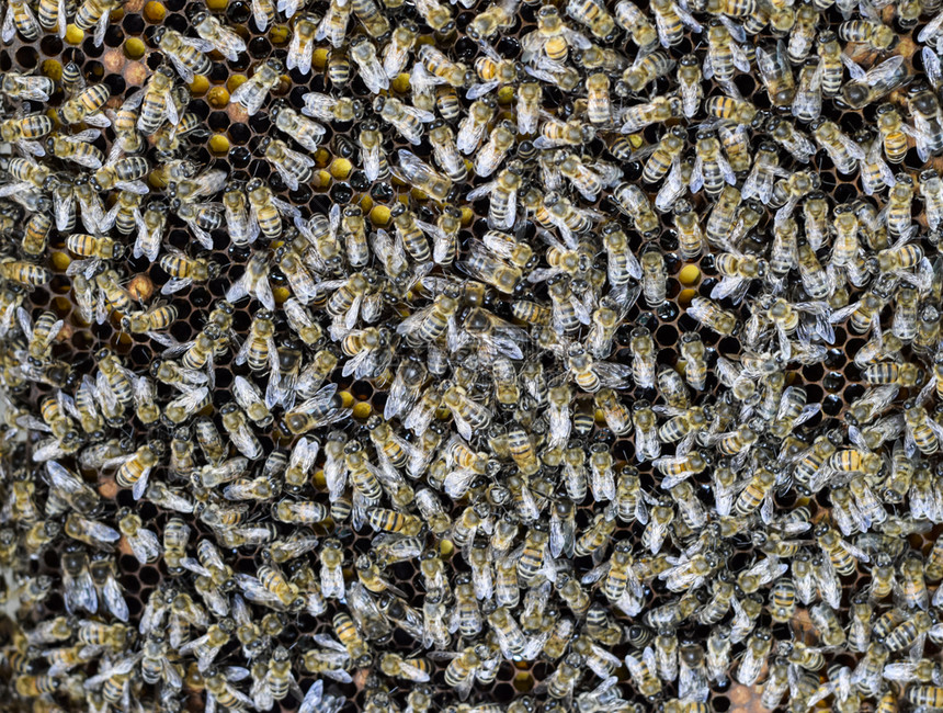 一群密集的蜜蜂蜂巢中采蜜图片