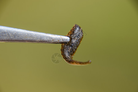 慢速蠕虫镊子上有水蛭吸血动物癣的一个子类来自皮带类型类水蛭疗法镊子上有水蛭吸血动物癣的一个子类来自皮带类型类水蛭疗法背景