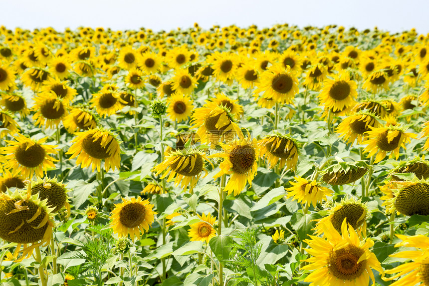 田野中鲜花的向日葵阳光明媚的向日葵田背景落时开花的向葵田开花的向日葵田中鲜花的向日葵田阳光明媚的日葵田图片