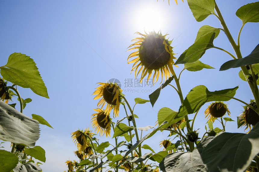 从下面看开花的向日葵从下面看开花的向日葵图片