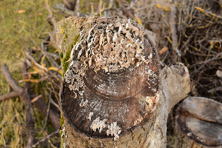 蘑菇在树桩上腐烂的木柴上觅食图片