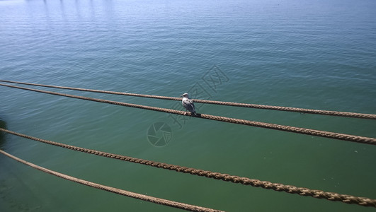 海鸥坐在系索绳上海鸟在边图片