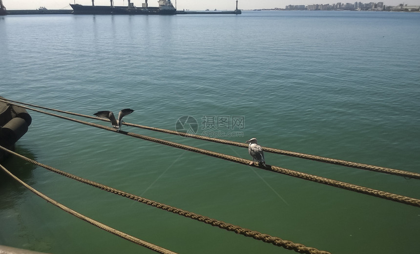 海鸥坐在系索绳上海鸟在边图片