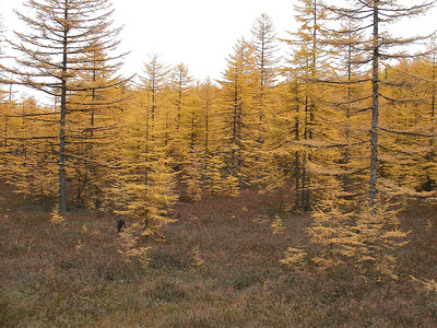 远东的秋木黄叶图片