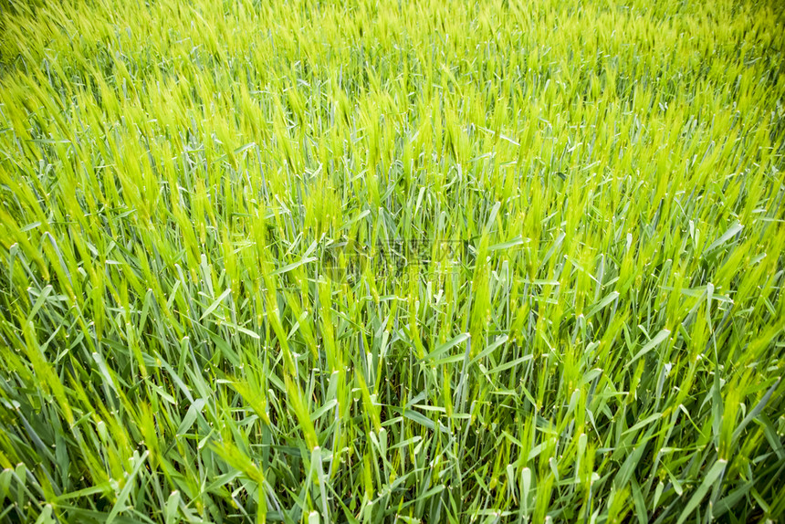 野外是大麦农村地貌绿色不成熟的大麦农村地貌图片
