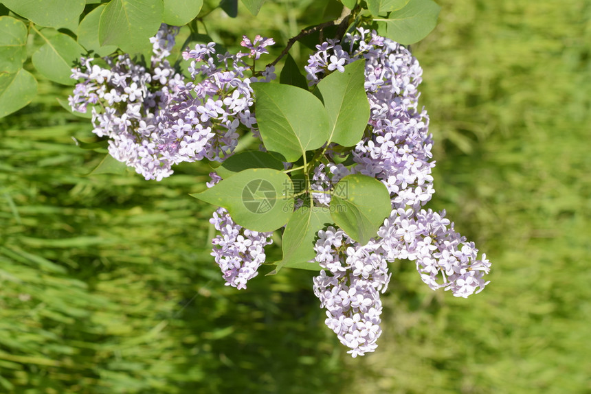 紫色花朵在户外树枝上户外紫色中图片