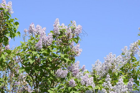 紫色花朵在户外树枝上户外紫色中图片