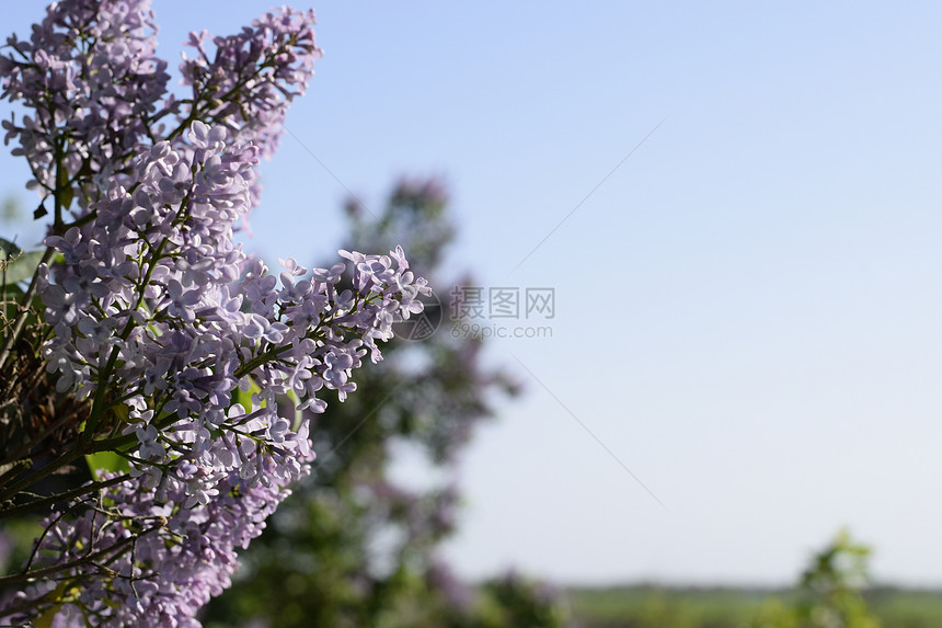 紫色花朵在户外树枝上户外紫色中图片