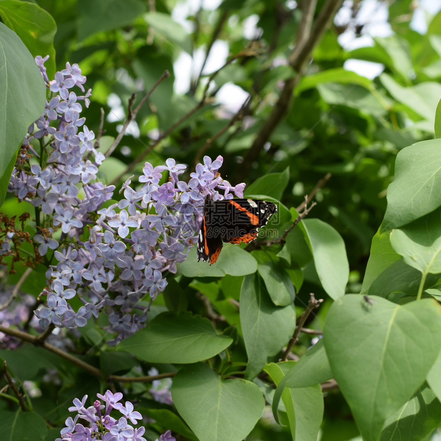 蝴蝶上将昆虫授粉者蝴蝶上将的枝子花朵图片