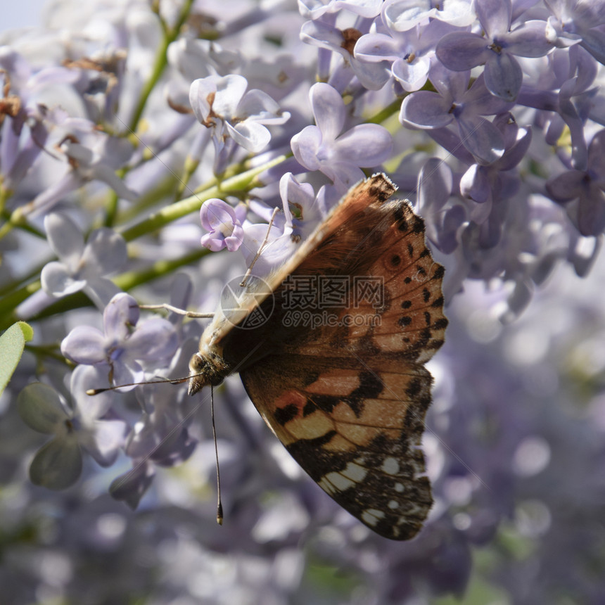 蝴蝶在硅色上的皮疹昆虫授粉者蝴蝶在色上的皮疹图片