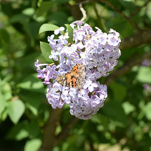 蝴蝶在硅色上的皮疹昆虫授粉者蝴蝶在色上的皮疹图片