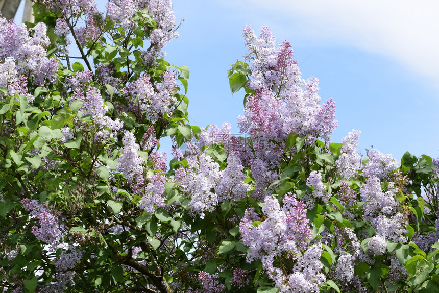 紫色花朵在户外紫色花朵在树枝上图片