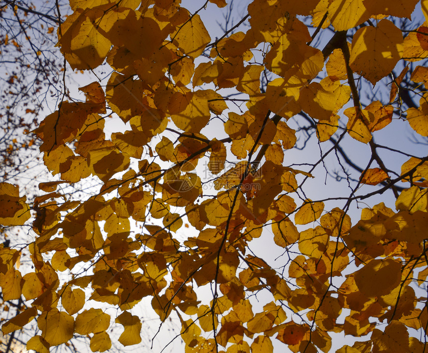 天空下的黄色秋叶图片