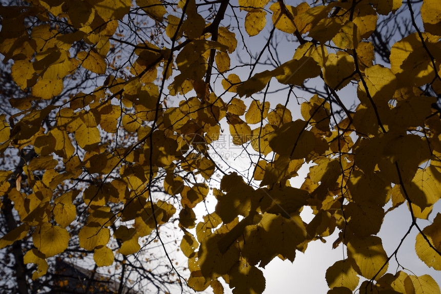 阴天下的秋叶图片