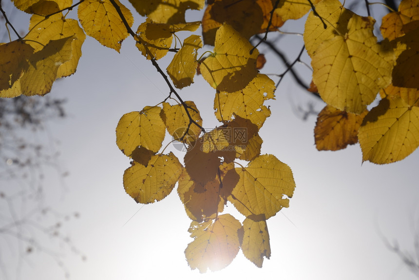 阴天下的黄色秋叶图片