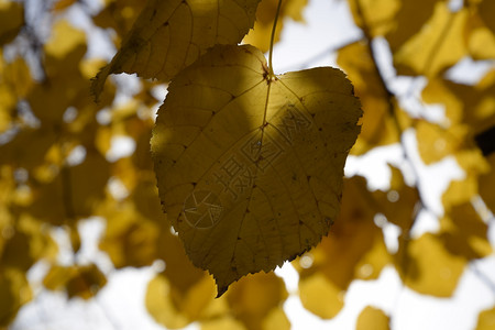 阴天下的黄色秋叶图片