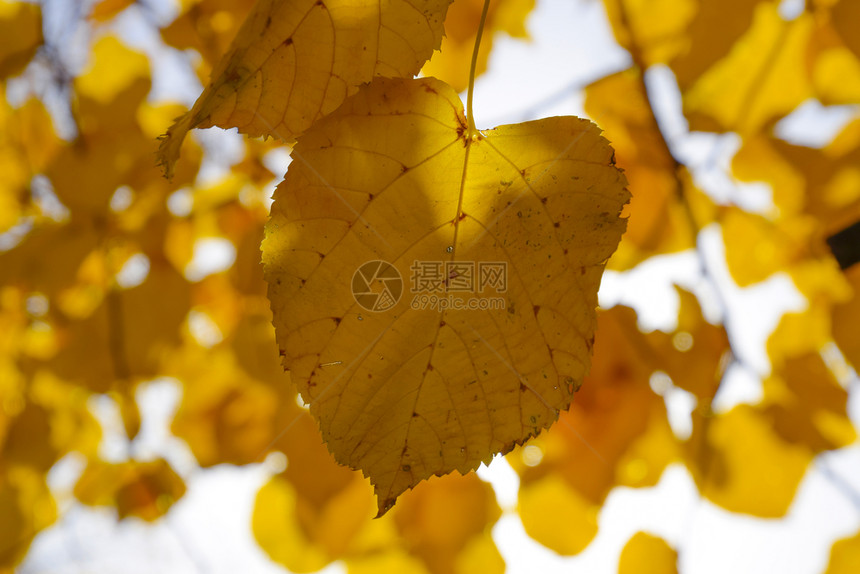 黄色叶子对天空和后光黄色叶子对面的秋树对面的黄色子秋对天空和后光的黄色叶子图片