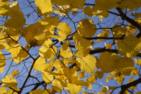 菩提树的黄叶树枝上发黄的叶子菩提树叶子的秋天背景黄色的秋叶菩提树的黄叶树枝上发黄的叶子菩提树叶子的秋天背景黄色的秋叶背景图片