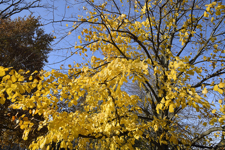菩提树的黄叶树枝上发黄的叶子菩提树叶子的秋天背景黄色的秋叶菩提树的黄叶树枝上发黄的叶子菩提树叶子的秋天背景黄色的秋叶背景图片