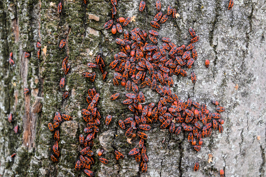 红虫在树皮上晒太阳中的红虫秋天蜜蜂温暖士兵图片