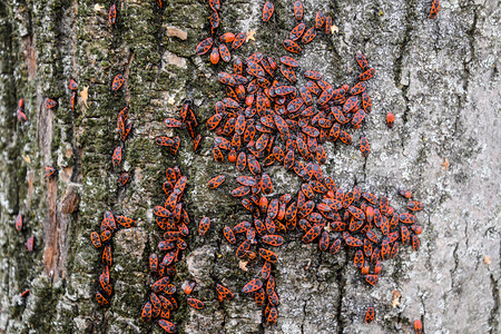 红虫在树皮上晒太阳中的红虫秋天蜜蜂温暖士兵高清图片
