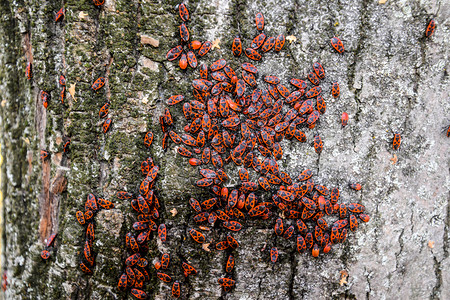 红虫在树皮上晒太阳中的红虫秋天蜜蜂温暖士兵高清图片