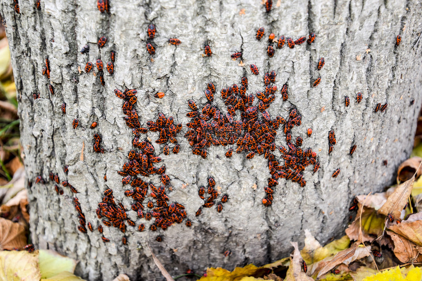 红虫在树皮上晒太阳中的红虫秋天蜜蜂温暖士兵图片
