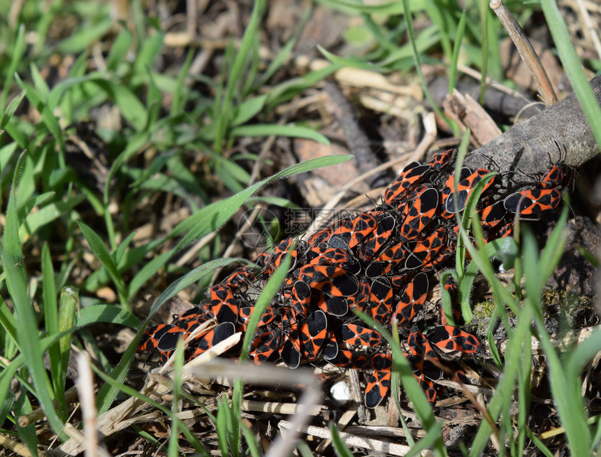 火虫交配和向后走春季自然点火虫红色昆宏草地上的红虫图片