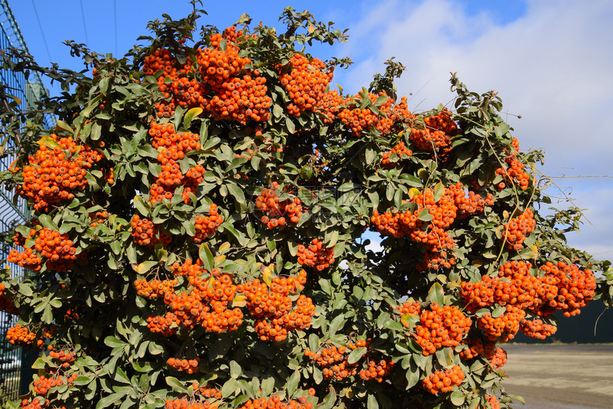 白莓树皮拉坎塔的橙色秋莓树灌木丛上含绿叶灌木丛上含绿叶图片