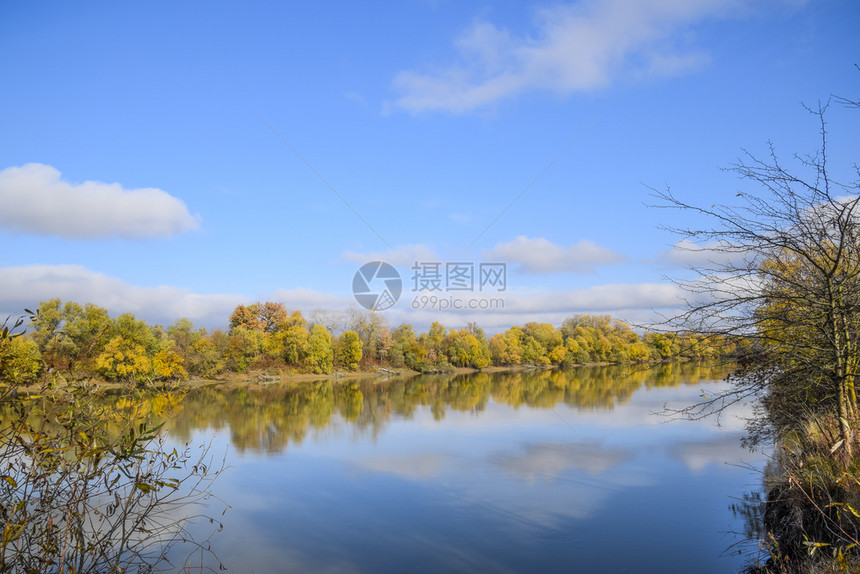 河边树林：柳树映水美景图片