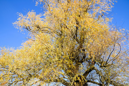 黄柳叶秋天的柳树黄柳叶秋天的柳树图片