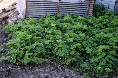 温室里的幼苗在温室里种植蔬菜温室里的幼苗温室蔬菜种植图片