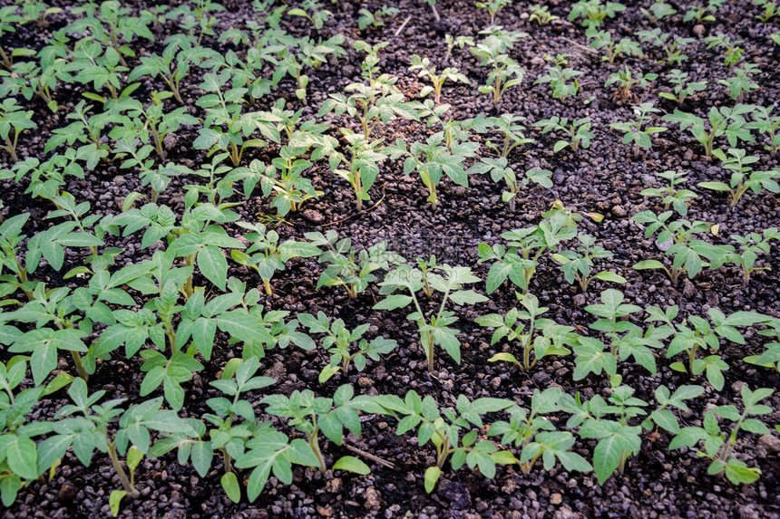 种番茄在温室里种番茄在温室里种苗蔬菜子林图片