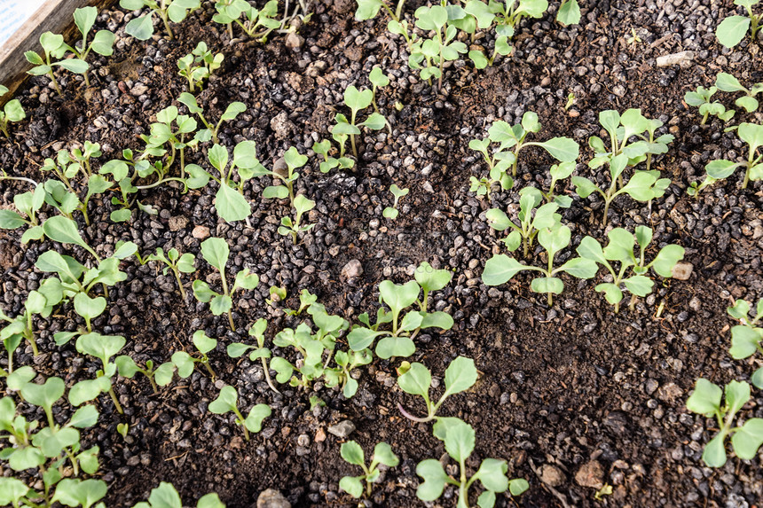 在温室里种植卷心菜在温室里种植苗子在温室里种植蔬菜在温室里种植卷心菜图片