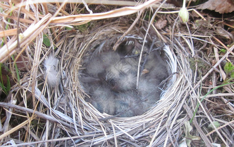 在苔原的鸟巢北方在短夏天里繁殖图片