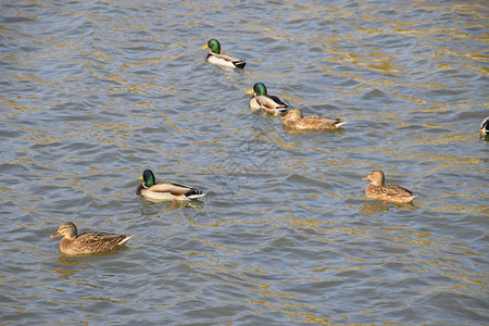 鸭子在池塘里游泳野鸭德雷克和雌高清图片