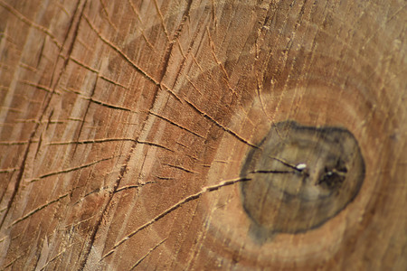 锯木的枝条树年环锯木圈树图片