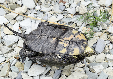 鳞屑乌龟倒在背面普通河流的温带纬度乌龟是一个古老的爬行乌龟倒在背面背景