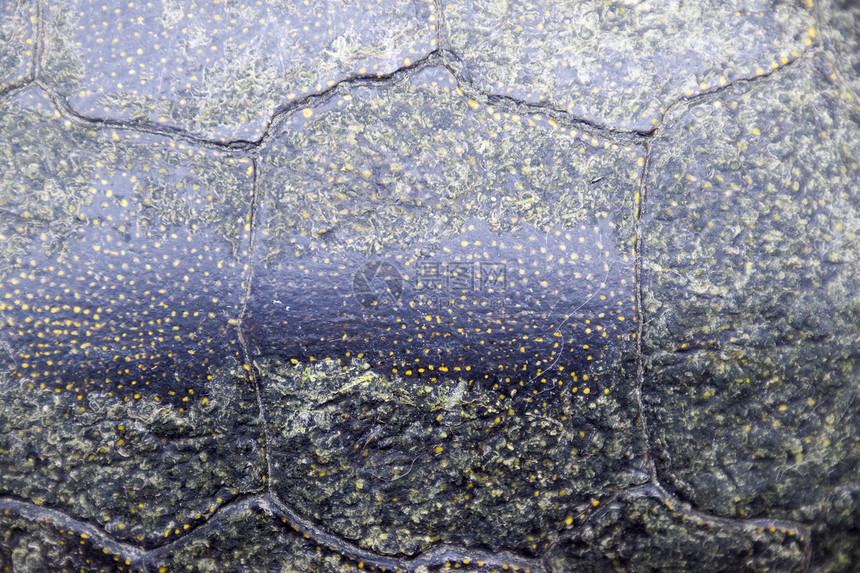 龟壳的背景纹理龟壳龟壳的背景纹理龟壳图片