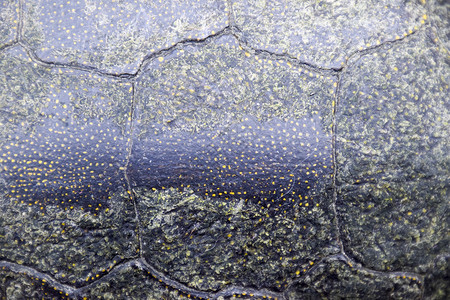龟壳的背景纹理龟壳龟壳的背景纹理龟壳背景图片