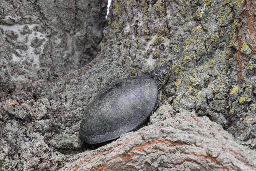 普通河流的温带纬度乌龟是一种古老的爬行乌龟在树皮上普通河流在温带纬度上图片