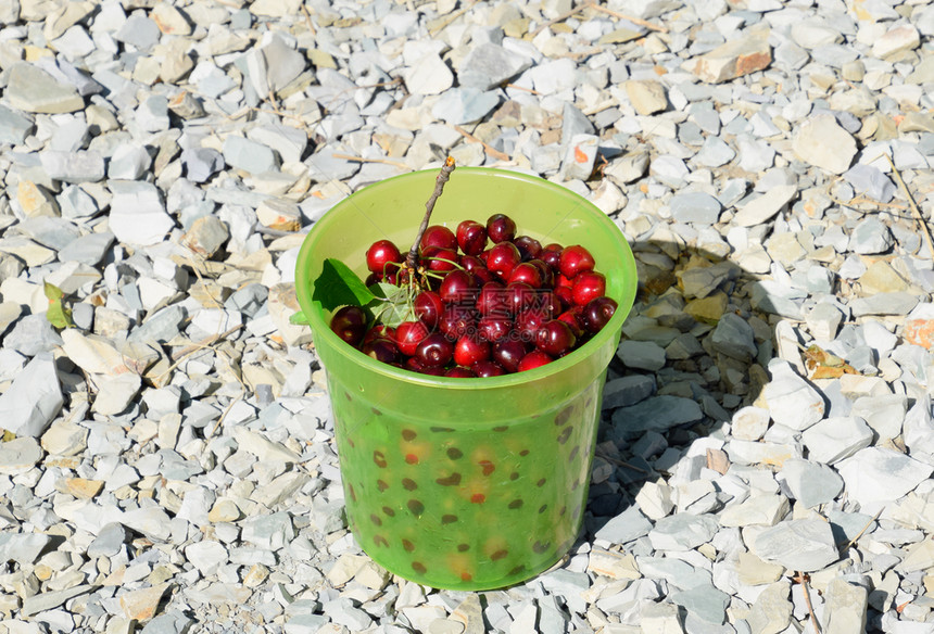 绿色塑料桶里的樱桃成熟的红甜樱桃绿色塑料桶里的樱桃成熟的红甜樱桃图片