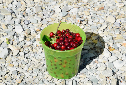 绿色塑料桶里的樱桃成熟的红甜樱桃绿色塑料桶里的樱桃成熟的红甜樱桃图片