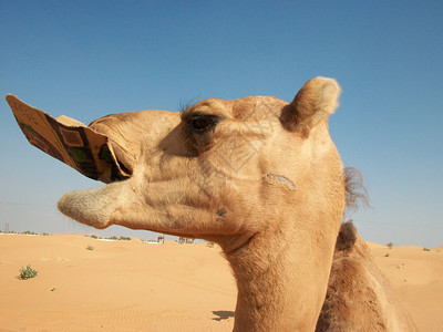 沙漠中的骆驼在酋长国旅行中拍摄骆驼沙漠中的骆驼图片