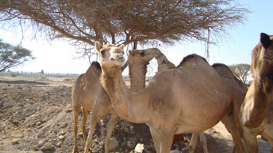 沙漠中的骆驼在酋长国旅行中拍摄骆驼沙漠中的骆驼背景图片